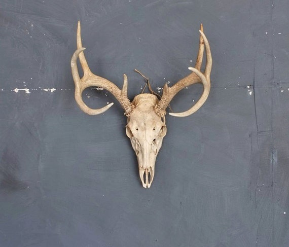 Vintage Deer Skull with Antlers