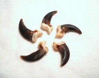 5 Coyote Claws Real Bone Taxidermy Genuine Bones