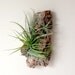 Vertical Garden: Air Plants on Sustainable Virgin Cork Bark
