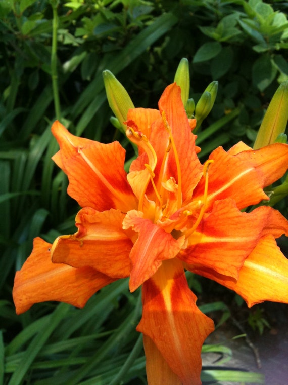 Collection of 6 Daylily Fans "Kwanso"Old Fashioned Double/Triple Orange