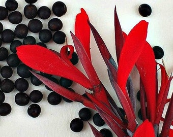 Canna Indica, vivid red, 10 seeds, easy to grow, zones 6 to 11 or indoors, container plant, cold hardy, tropical look