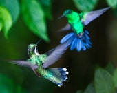 Hummingbirds--The Hummers No.6 Hummingbirds--The Hummers No.6