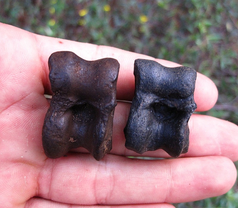 2 Fossil Deer Astragalus Bones Fossilized Ankle Bone to a