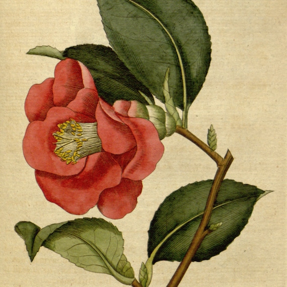 Botanical print French Painting Botanical poster 42