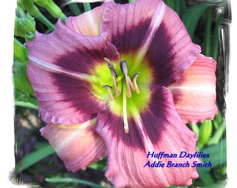 Live plant, Daylily, "Addie Branch Smith" (two fans)