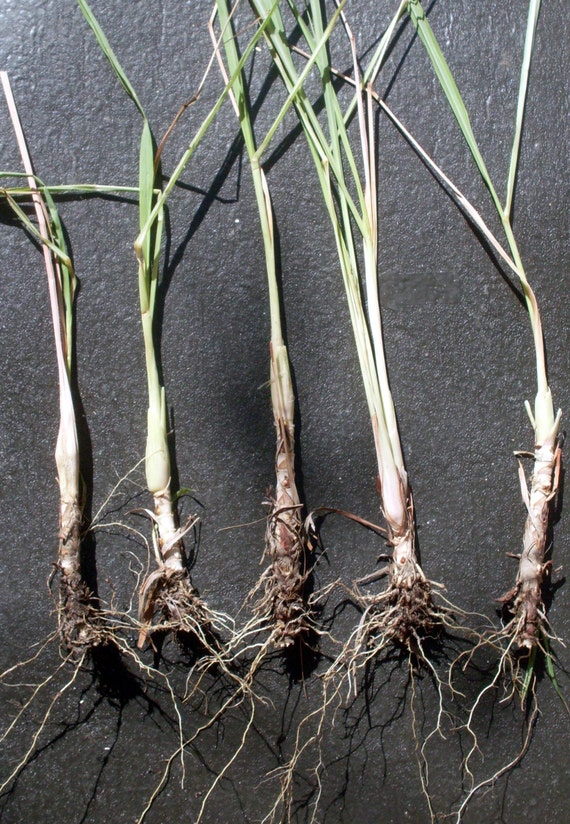 Cyber Monday 4 Fever Grass Lemongrass Plants Rooted Stalks