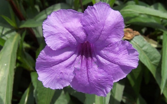 Mexican petunia or ruellia One Young Plant - grows Purple Flowers propagates easily low maintenance