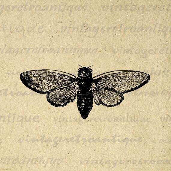 vintage insect clipart - photo #21