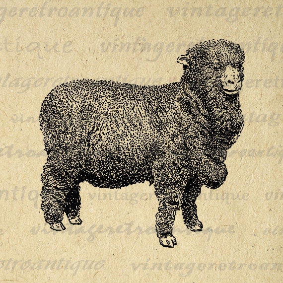 Digital Merino Sheep Image Printable Cute by VintageRetroAntique