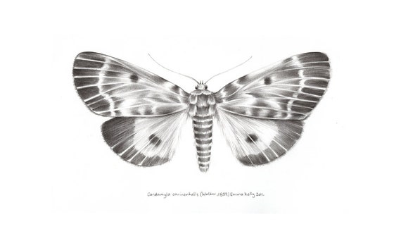 Original artwork Moth pencil drawing by lightOrangeStudio on Etsy