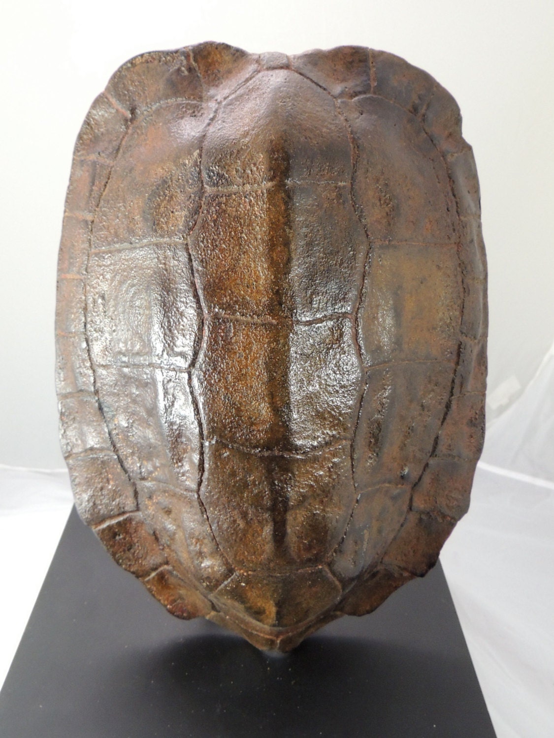 Replica Asian Wood Turtle Shell