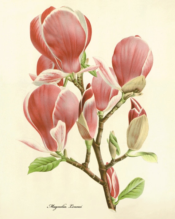 Magnolia Art Print Vintage Botanical Art Prints Victorian Art   Il 570xN.431082865 Buut 