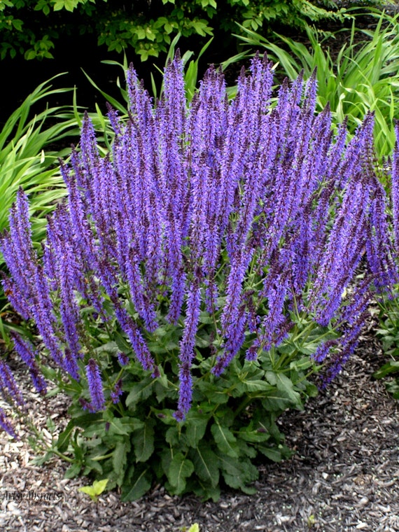 Items similar to Purple Salvia on Etsy