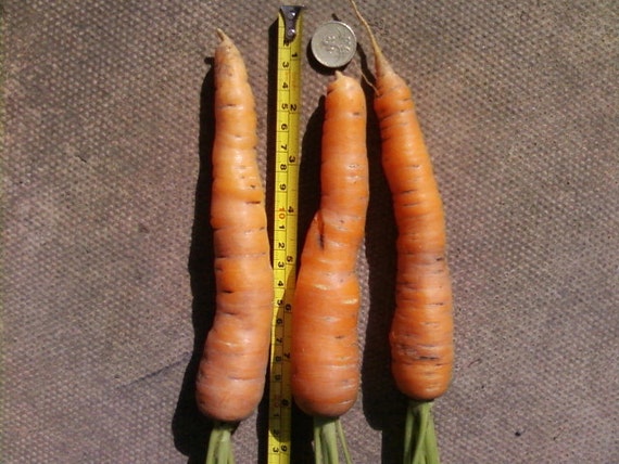 5g approx. 4000 giant carrot seeds AUTUMN KING Heirloom