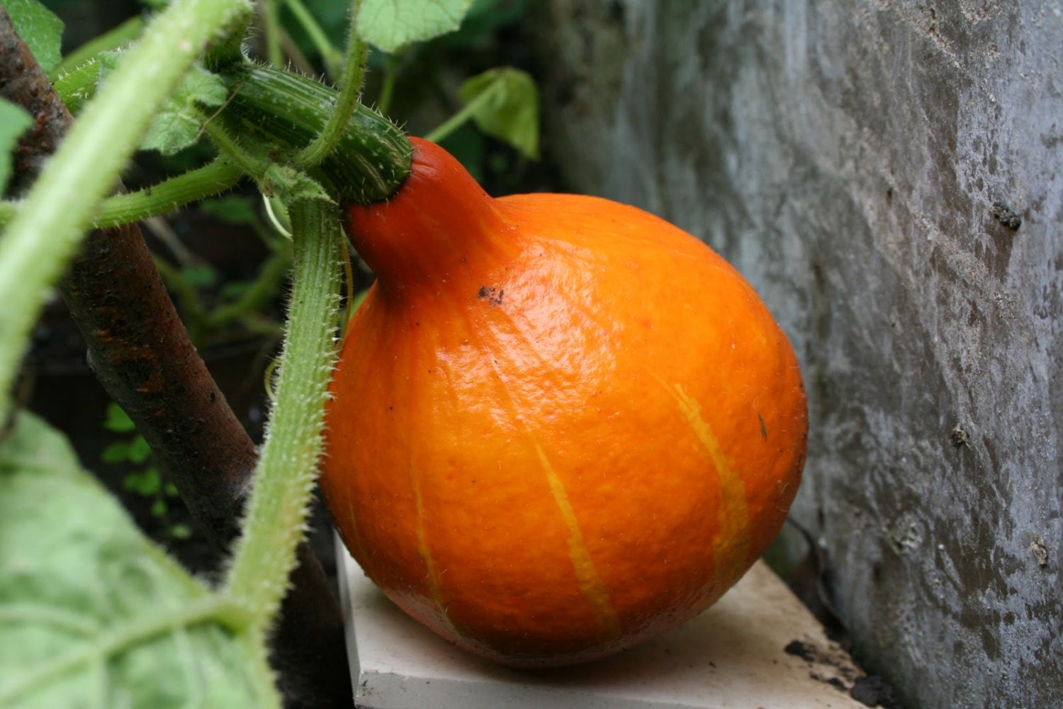 2g approx. 6 12 Japanese squash seeds UCHIKI KURI Red