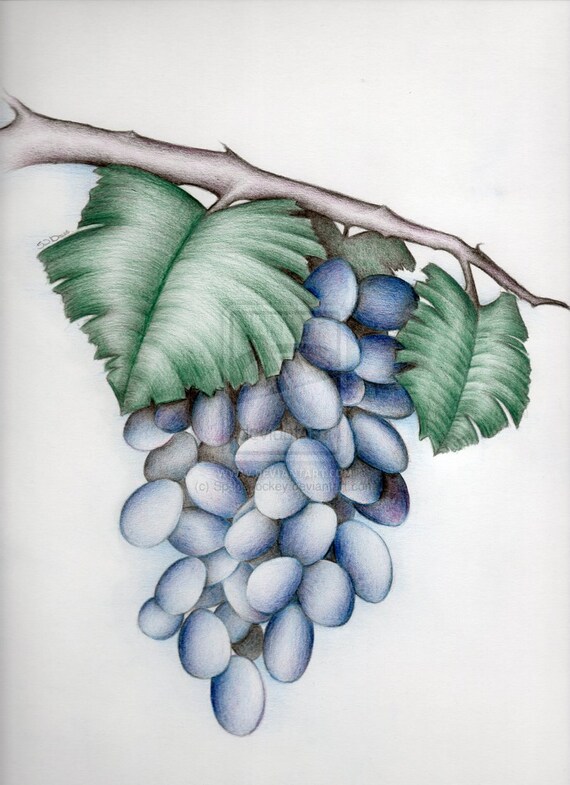 Grape Vine Colour Pencil Drawing High Quality Signed A4 Print