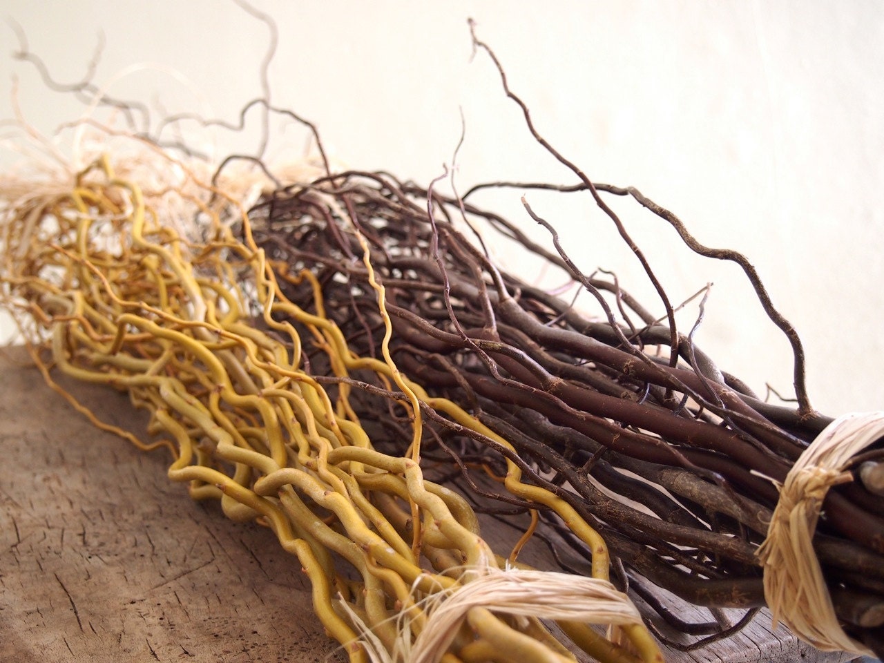 100 Saffron & Mahogany Curly Willow Branches Wholesale