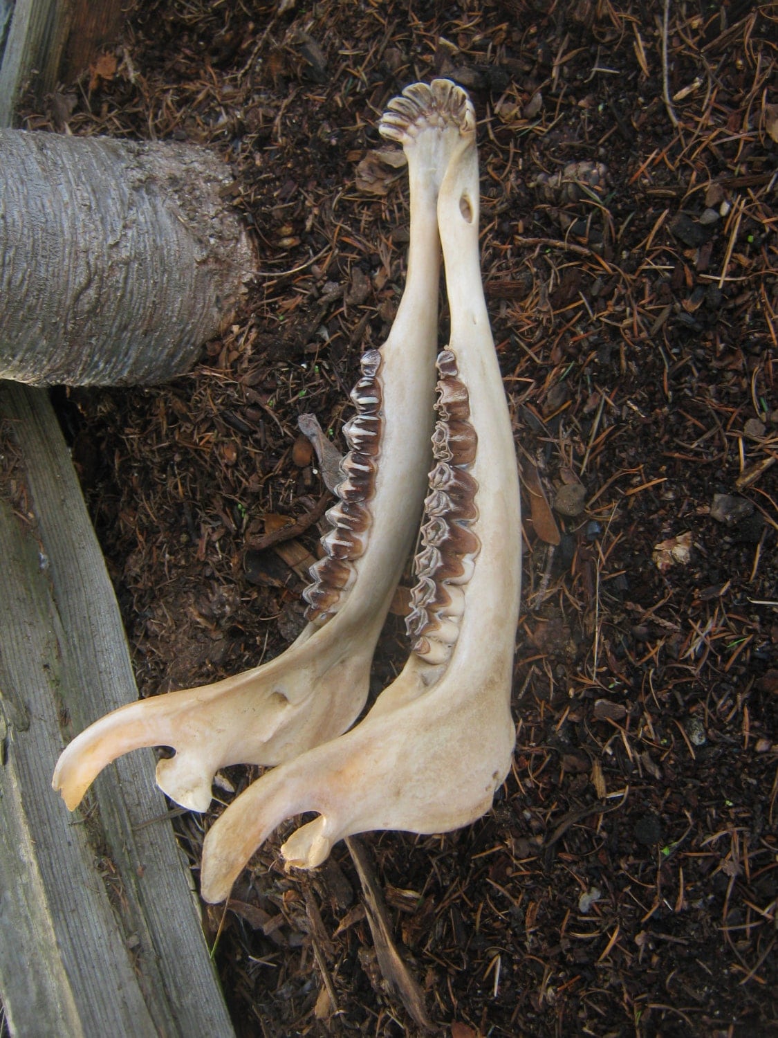 Natural Elk Lower Jaw Bone