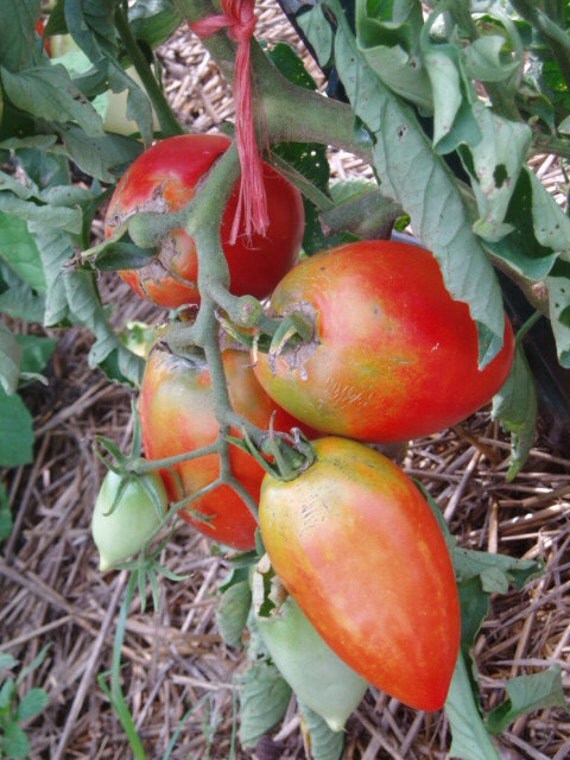 Tomato Plant Amish Paste Heirloom Organic