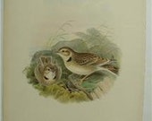 John Gould H/C Lithograph CALANDRA LARK
