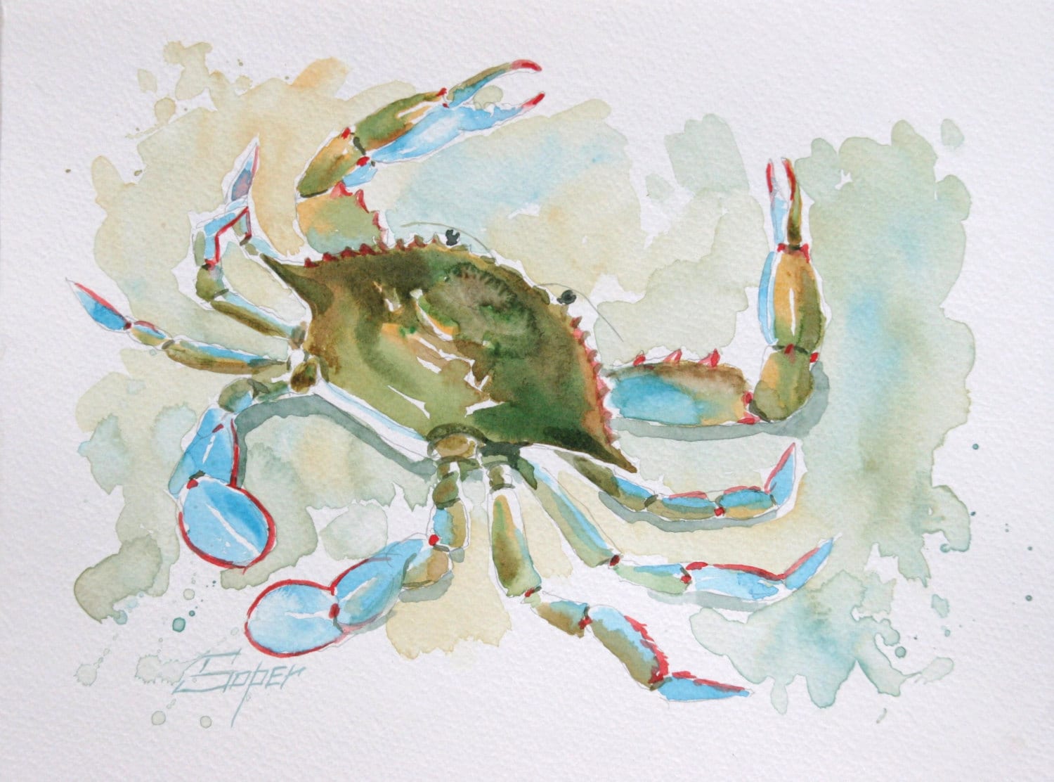 Fine art print of blue crab watercolor painting by Patrick