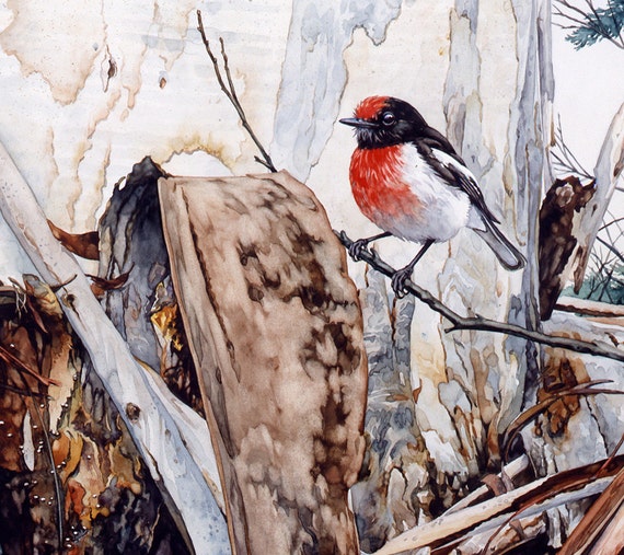 Red-capped Robin watercolour wildlife art nature limited