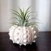 large pineapple // air plant tillandsia // sea urchin terrarium