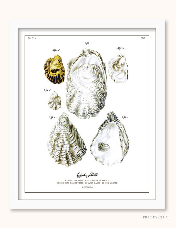 Oyster Print Vintage Oyster Illustration Collage by ...