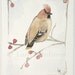 Watercolor Original Nature Painting Cedar Waxwing Woodland Bird by Laurie Rohner