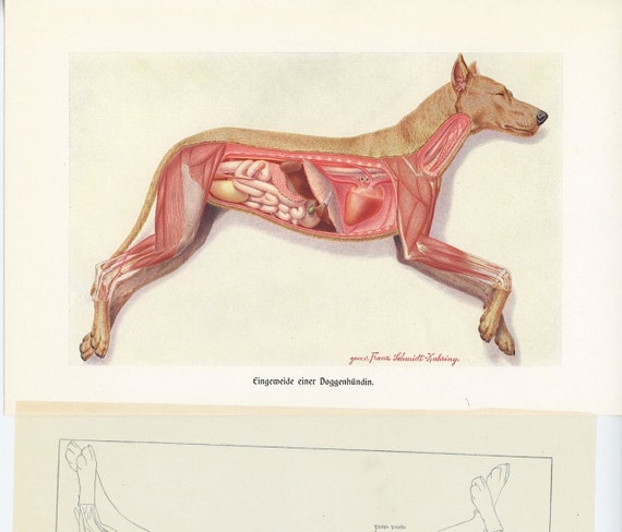 1912 dog anatomy organs original antique animal color