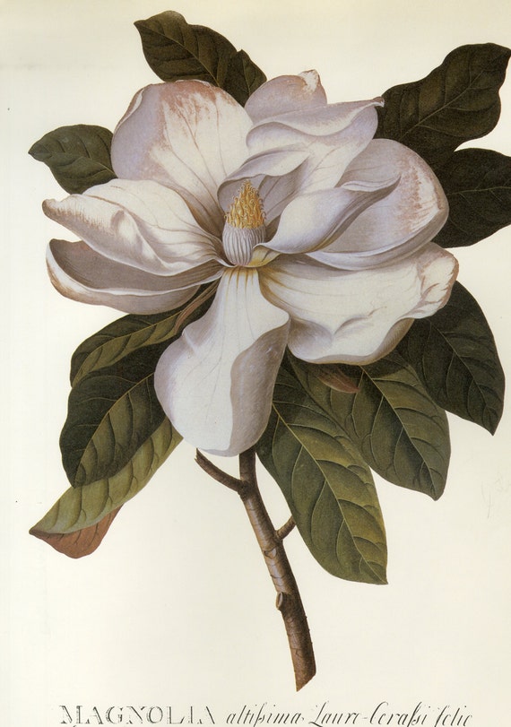 Vintage Botanical Print of Magnolia