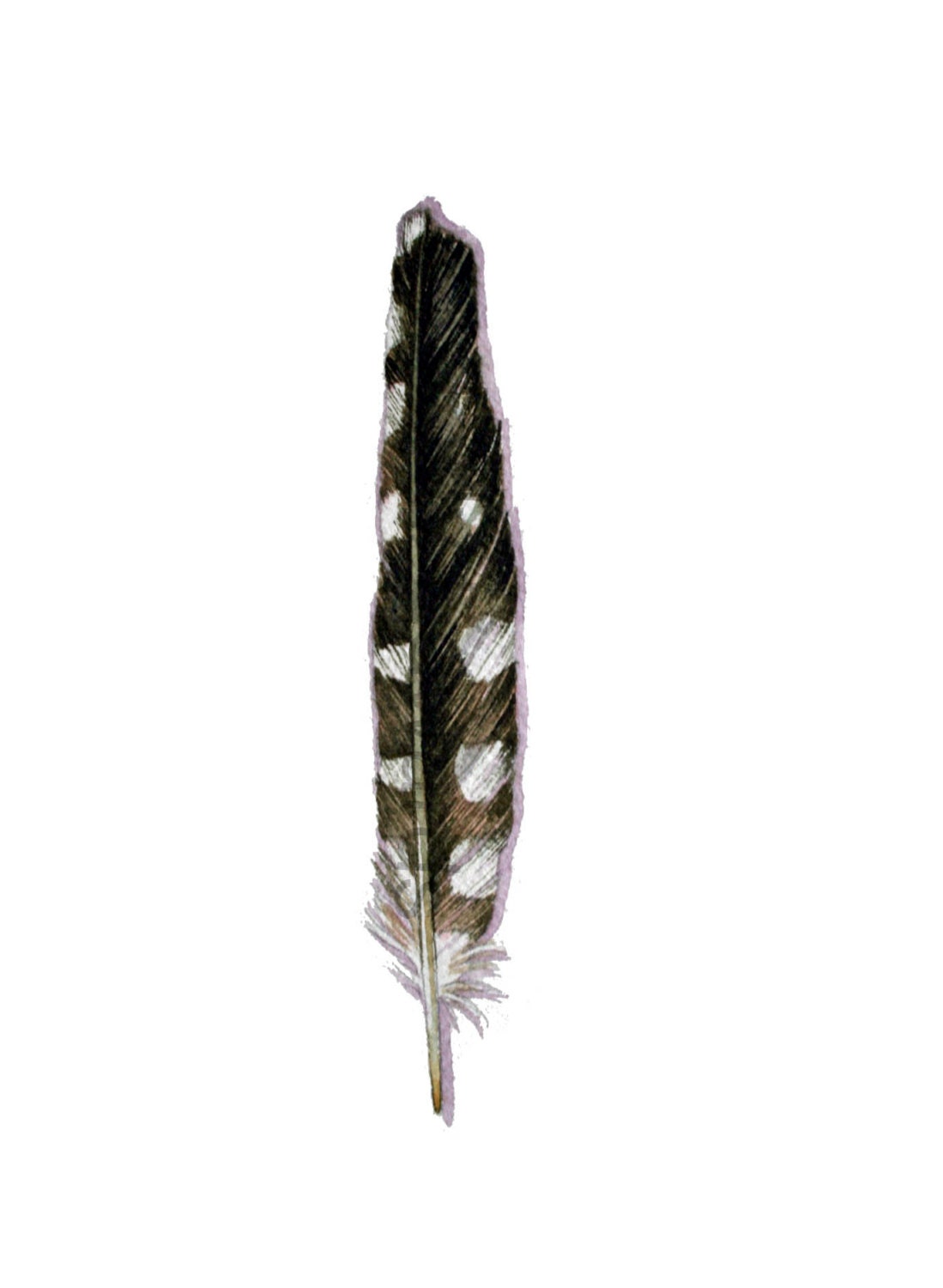 black and white feather hairy woodpecker feather study 494 black and white feather hairy woodpecker feather study 494