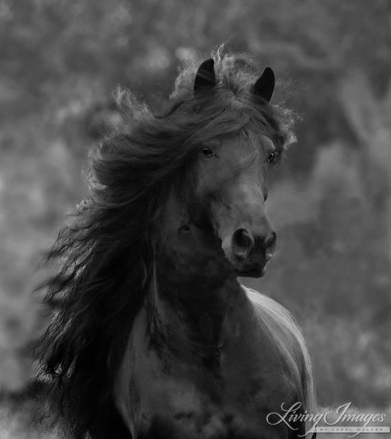 Black Friesian Comes Close - Fine Art Horse Photograph