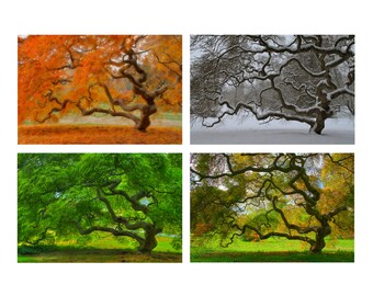 Four Seasons 16X24 Print Set Threadleaf Japanese Maple Tree Landscape Photography 4 Seasons Tree of Life Zen Home Decor Nature Wall Art