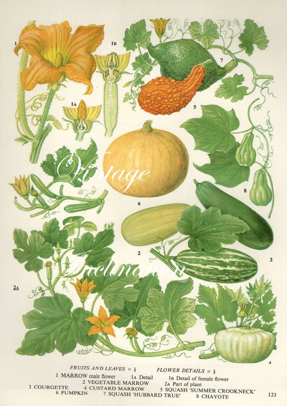 Vintage Botanical Print Antique PUMPKIN MARROW plant print