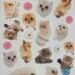 Kawaii Japan Sticker Sheet Assort: Big Photo Cats 2 PERSIAN