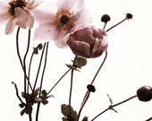 Featured in Upstate House Magazine: Japanese Anemone. Shell Pink and White. Original Fine Art Minimalist Flower Photo. 5x5.