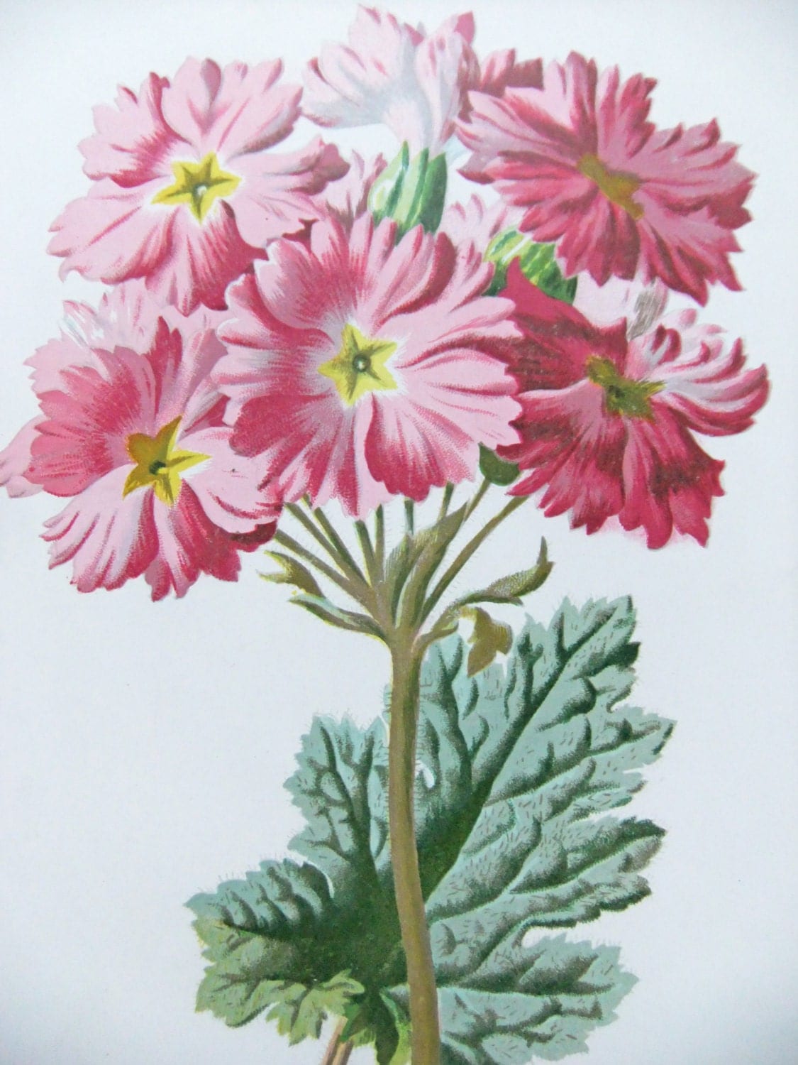 Primula or China Primrose Vintage by PeonyandThistlePaper on Etsy