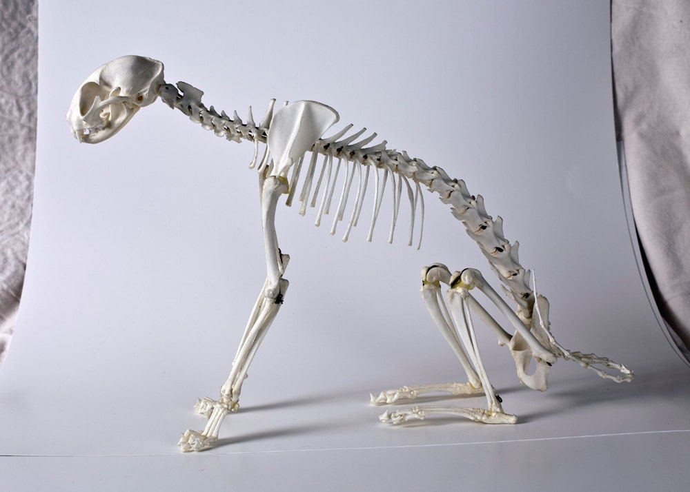 Domestic REAL CAT SKELETON Articulation Taxidermy Bone Oddity