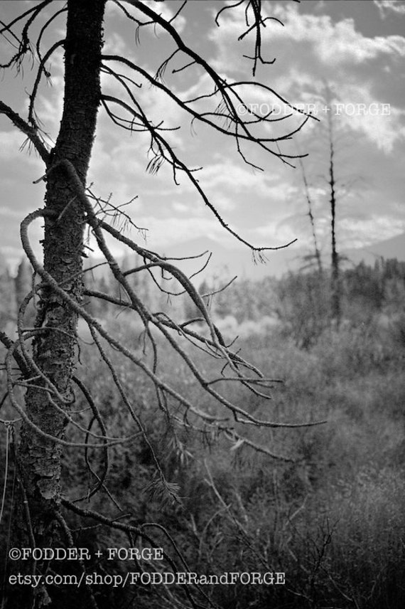 Black and White Photo of a Dead Tree with by