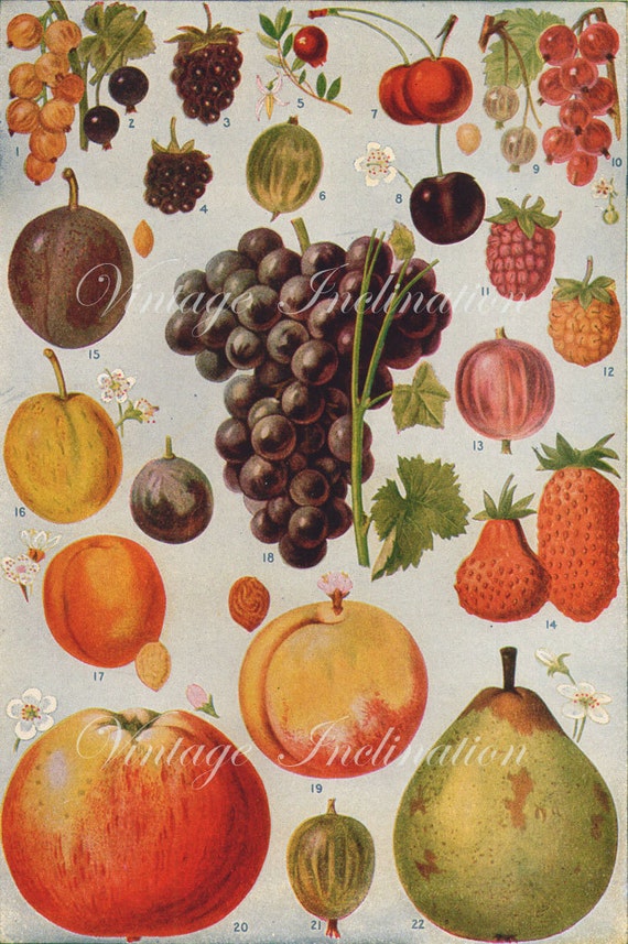 Antique Vintage 1936 Gorgeous color lithograph FRUIT and