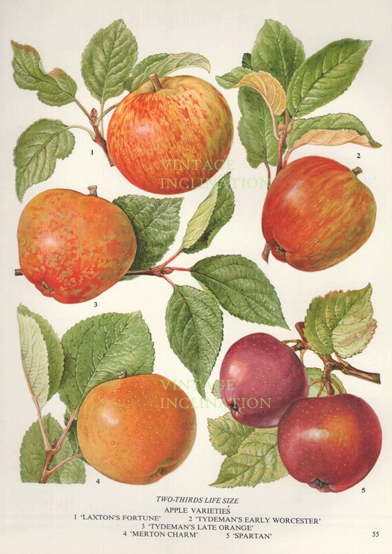 Vintage Botanical Print Antique APPLE VARIETIES 2 plant print