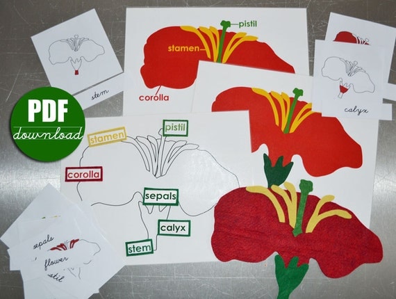 DIGITAL Printable PDF Download to make Montessori Botany Felt