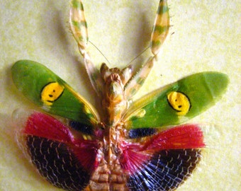 Creobroter Gemmatus Real Jeweled Flower Mantis Museum Quality