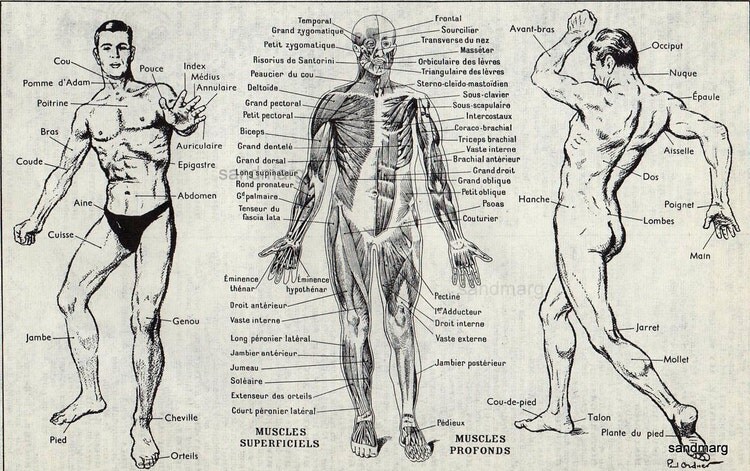 Original Vintage French Human Anatomy Chart Muscles by sandmarg