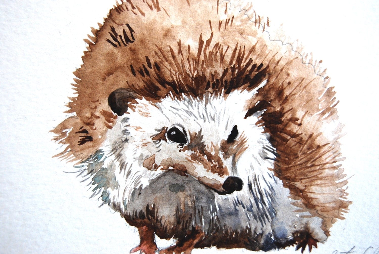 Watercolor Painting Hedgehog Study Original Painting Small