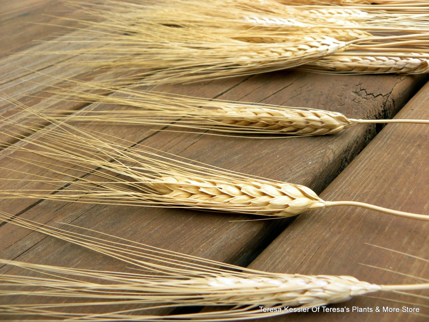Triticum Dried Wheat Bundle of 50 stems-Golden by teresab123