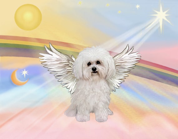 8x10 Print Bichon Frise Angel in Clouds by heartbridge on Etsy