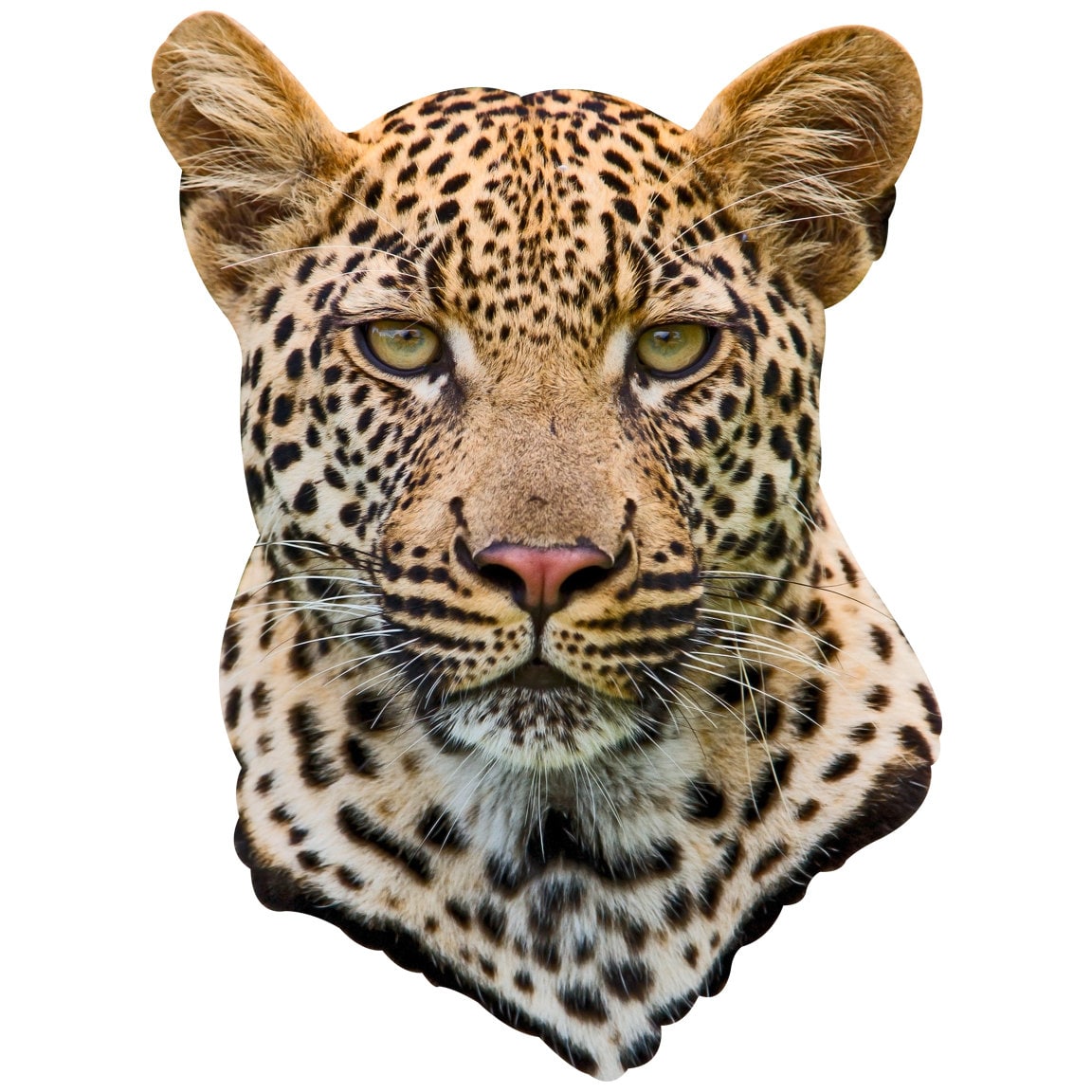 Download Leopard Head Adhesive Taxidermy