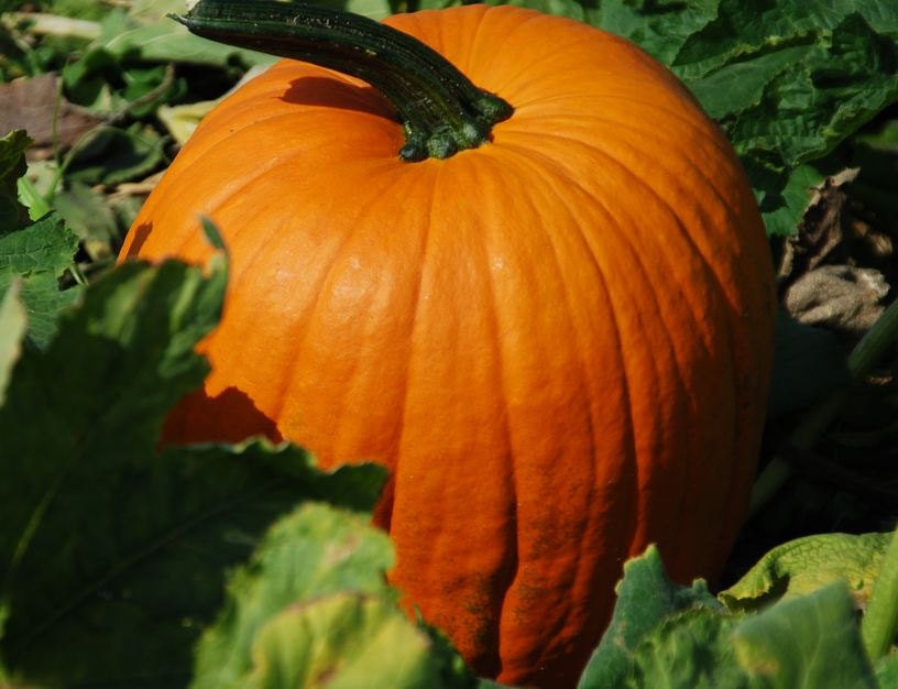 Pumpkin Jack O'Lantern Pumpkin Seeds Excellent Carving